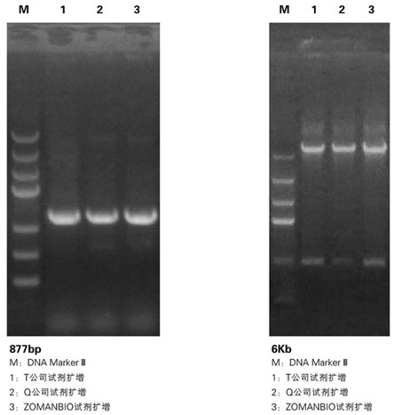 ZT103 Pfu DNA Polymerase.jpg