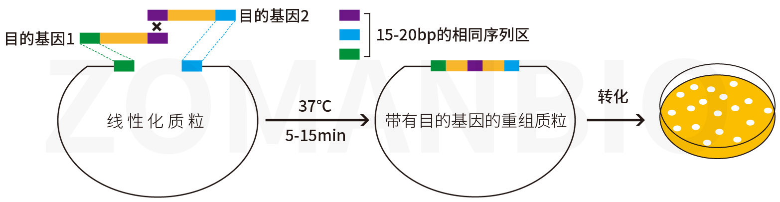 ZC231 無縫克隆示意圖10.jpg