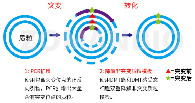 ZC401 定點突變.jpg