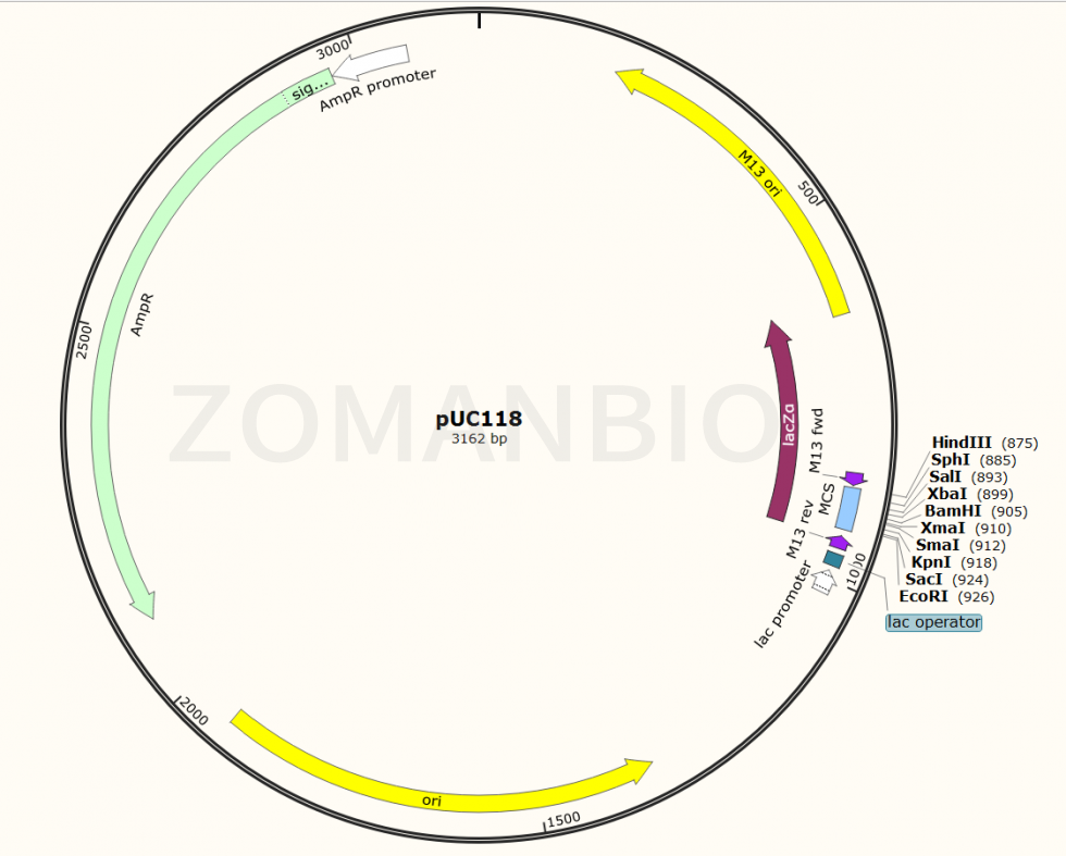 ZK111 pUC118大腸克隆質粒.png