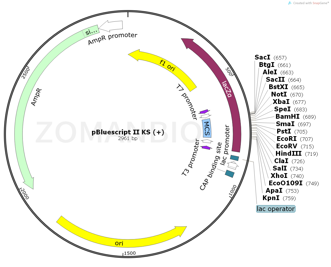 ZK126pBluescript II-KS(+).png