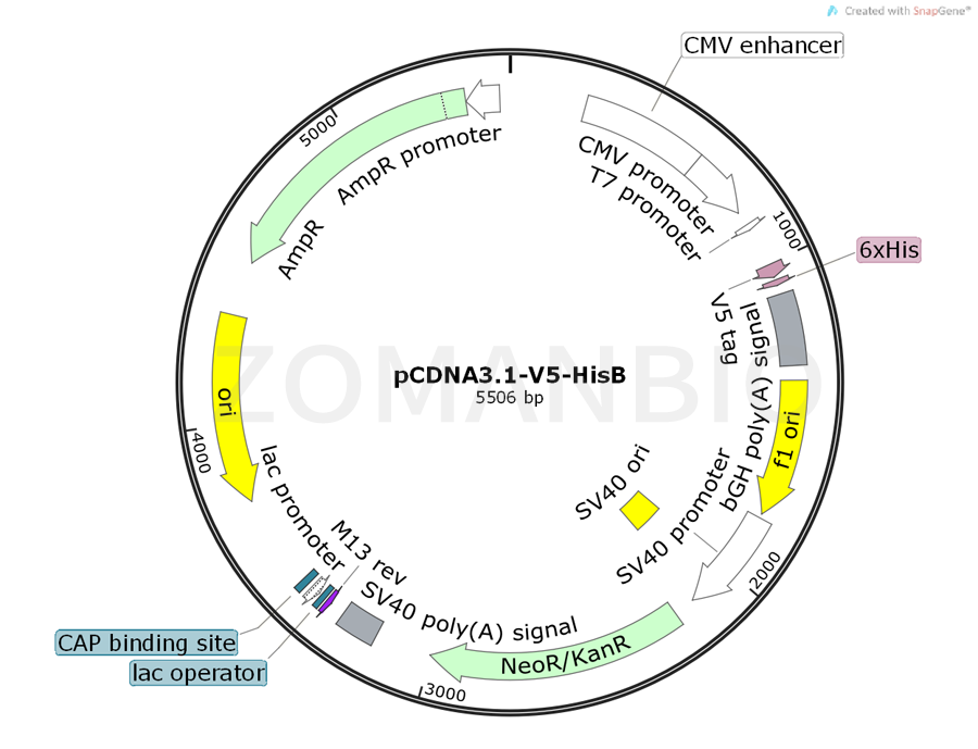 ZK361pCDNA3.1-V5-HisB.png