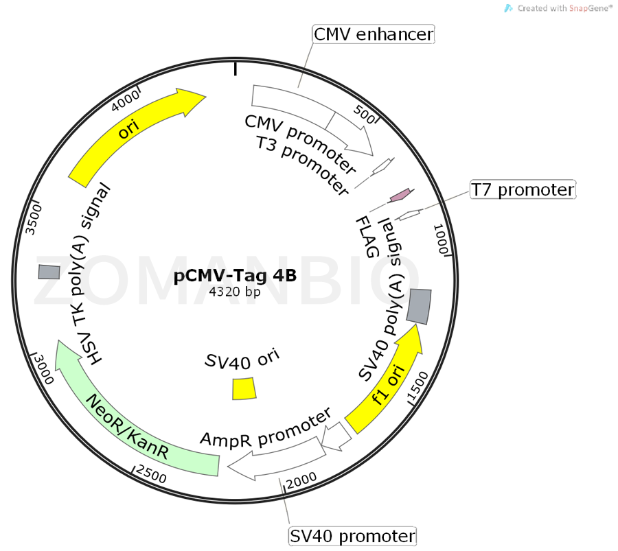 ZK385pCMV-Tag 4B.png