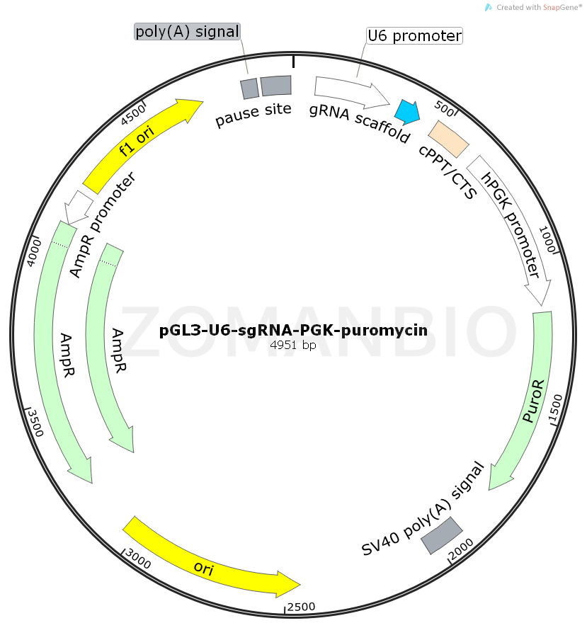 ZK677pGL3-U6-sgRNA-PGK-puromycin.png