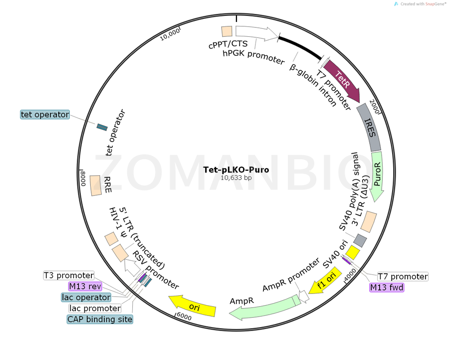 ZK691Tet-pLKO-Puro.png