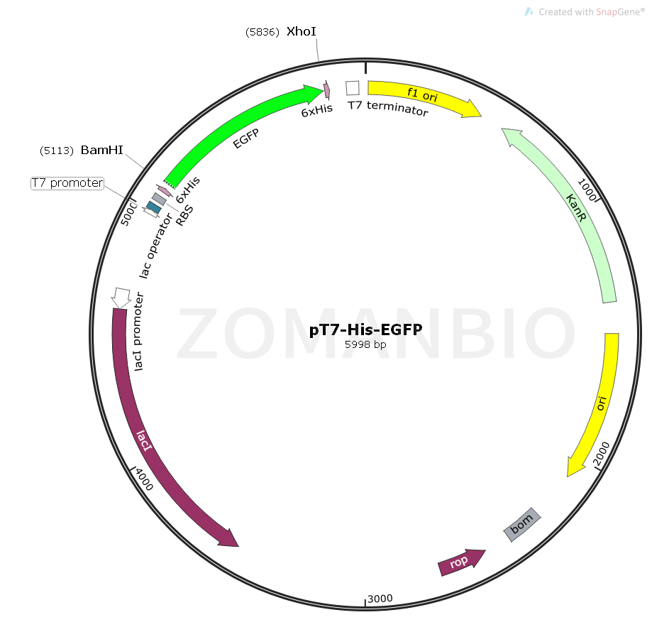 ZK1620 pT7-His-EGFP.png