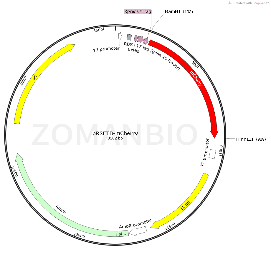 ZK1631 pRSETB-mCherry.png