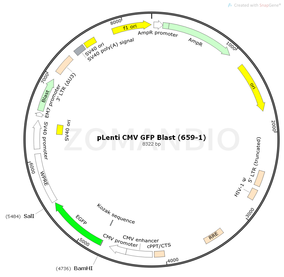 ZK1707 pLenti CMV GFP Blast (659-1).png