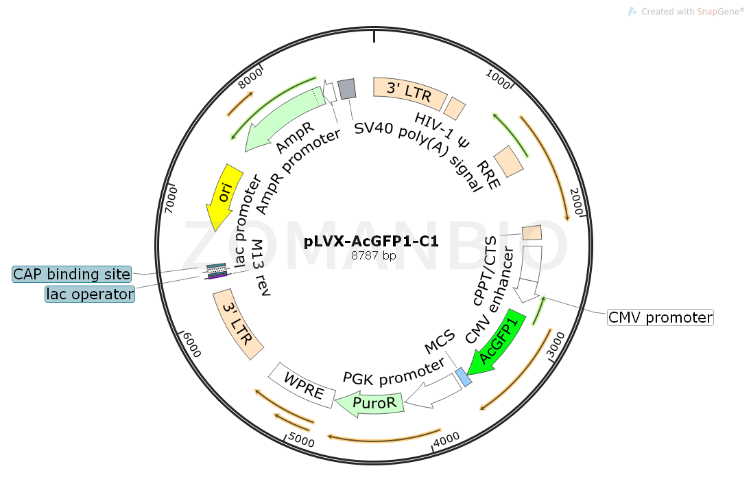pLVX-AcGFP1-C1 Map.png