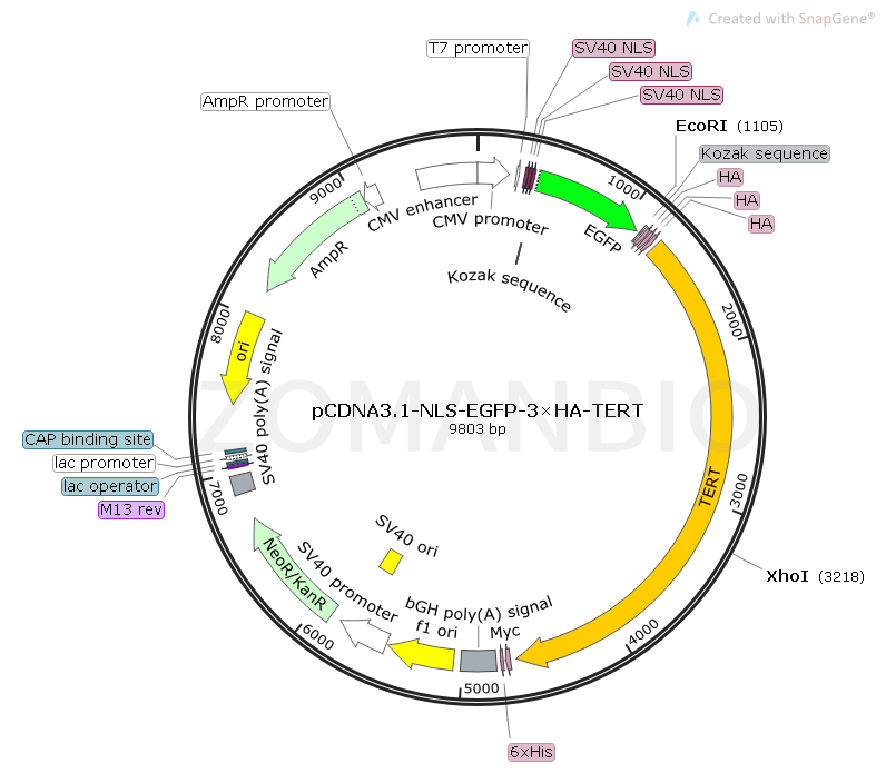 pCDNA3.1-NLS-EGFP-3×HA-TERT Map.png