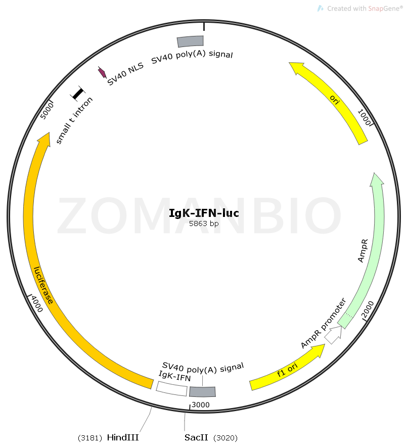 ZK2408 IgK-IFN-luc.png